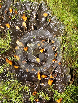 Background with lichens and moss - dog lichen; Peltigera Canina.dog lichen in the autumn forest of northern Europe