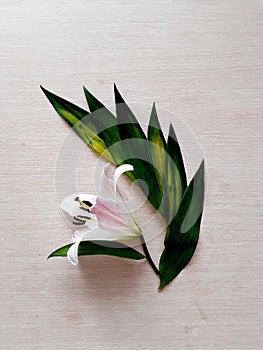 Background of lily leaves and holistic flower