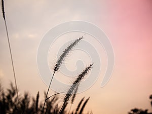 Background little grass wild flowers, nature beautiful, toning design spring nature, sun plants. light warm background