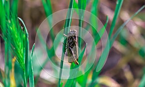 Little grasshopper is sitting in the green grass