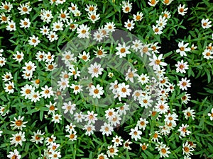 Background of little white flower