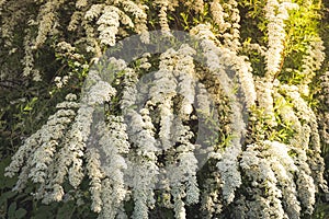 Background of little white flowers blooming bush. Spring