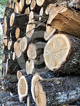 Background of logs