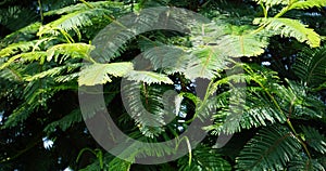 Tropical tree leafs and branches