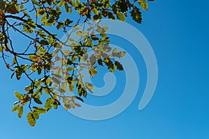 Background with a lot of brown branches and green leaves of an oak tree on a sunny day with a colorful blue sky in the background