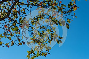 Background with a lot of brown branches and green leaves of an oak tree on a sunny day with a colorful blue sky in the background