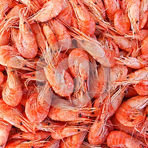Background a lot of shrimp.