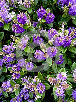 A background of lots of bright mauve Hebes blooms.