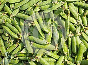 Background of lots of green snow peas