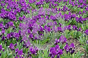Background - lots of purple flowers of dwarf irises