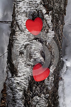 Background for lovers, two red hearts on a birch trunk