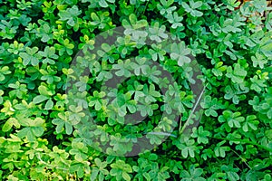 Background with lucky leaves for St. Patrick`s day