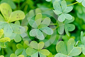 Background with lucky leaves for St. Patrick`s day