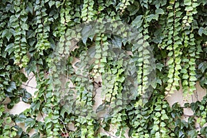 Background of lush ivy trailing off of a stucco wall