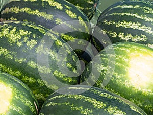 Background of lying ripe watermelons
