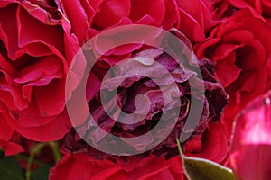 background macro image of fresh bright pink and withered roses with stamens