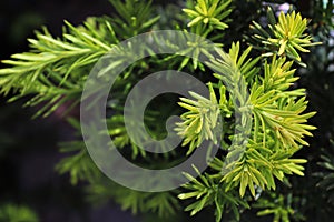 Background macro of a needles on a Hicks Yew