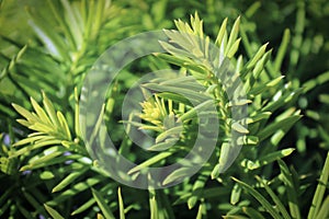 Background macro of a needles on a Hicks Yew photo