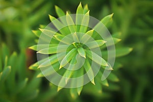 Background macro of a needles on a Hicks Yew