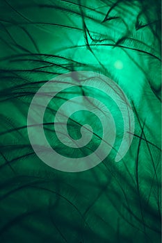 Background, macro photography swan feather in green color