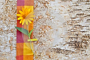 Background made from birchwood with a yellow flower