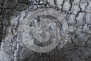 Background made of burnt wood, cracked dark grey colored wooden board texture, scratched hardwood surface with copy space.