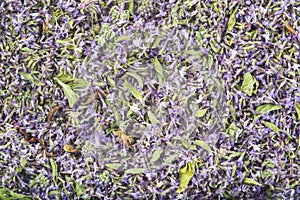 Background made of dried pennyroyal