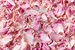 Background made of dried red rose petals isolated on white. Natural herbal cosmetics. Top view.