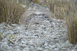 The background is made of pebbles of different shades of gray and beige sedge growing in groups.