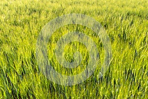 Background made of ripening rye fields on a spring day in the sunshine, view from above.