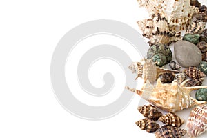 Background made of shells isolated