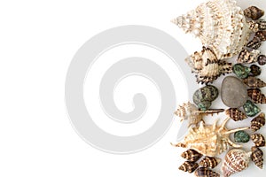 Background made of shells isolated