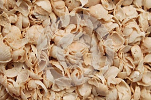 Background made of shells