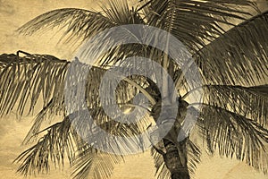 Background made with a textured palm tree