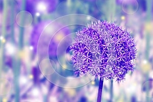 Background made of toned giant allium flower