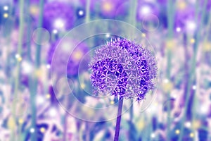 Background made of toned giant allium flower