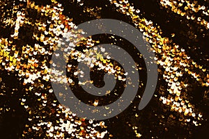 Background made of two-sided sequins