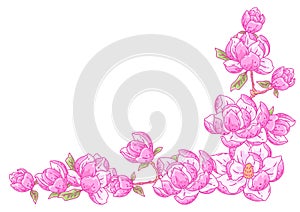 Background with magnolia. Beautiful decorative plants.