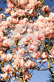 Background with magnolia flowers on a sunny day. Magnolia Ã— soulangeana.