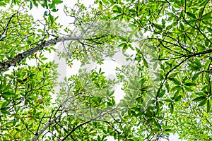 Background of mangrove forest at Nature Preserve and Forest