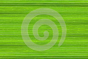 Background of manna grass leaves