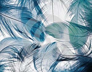 Background of the many beautiful natural bird feathers of vario