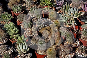 Background of many cactus species 