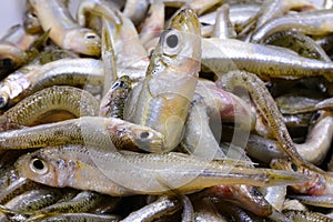 background of many caught fish called sand smelt of Atherinidae family