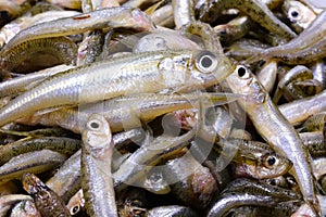 background of many caught fish called  sand smelt ideal for frying in boiling olive oil