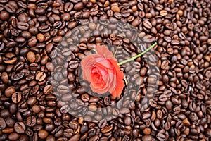 Background with many coffee beans and red rose