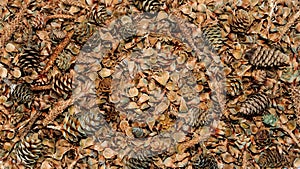 Background of many dry fir cones, peeled fir cones and fir cone scales view from above