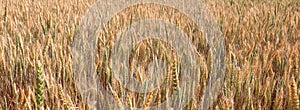 golden ears of wheat in the cultivated field ready for summer ha photo