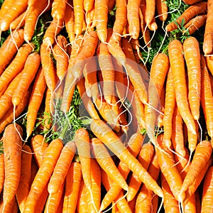 Background of many fresh carrots