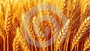 Background with Many Golden Ears of Wheat - Generative Ai